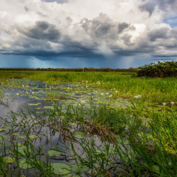 Photograph of a tropical wetland with water lilies and storm clouds in the distance.