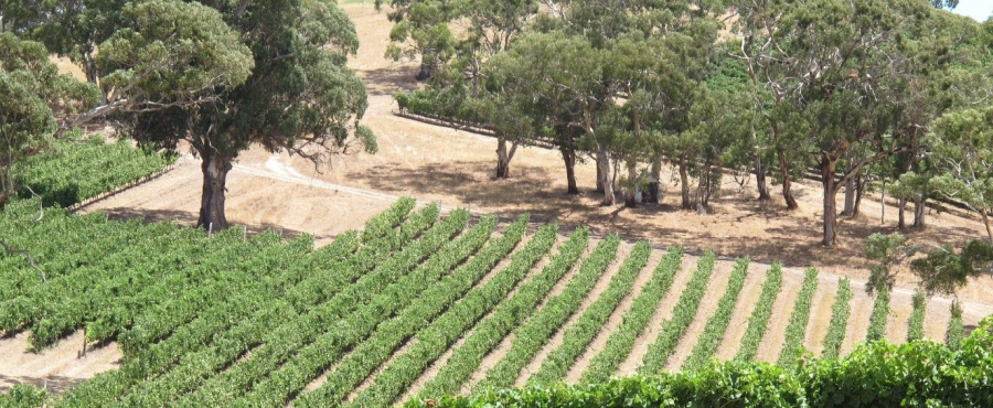 Photograph of a vineyard from above with Eucalyptus trees in the background.